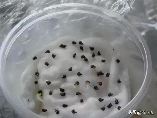 茄子有哪些种植技巧？怎样管理才能更高产？如何才能种出好茄子？