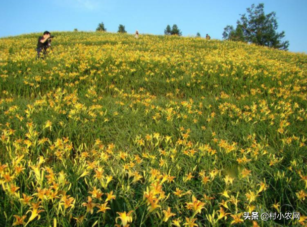 2020年种菜就种黄花菜，市场需求大、晒干就能卖，高产你会种吗？