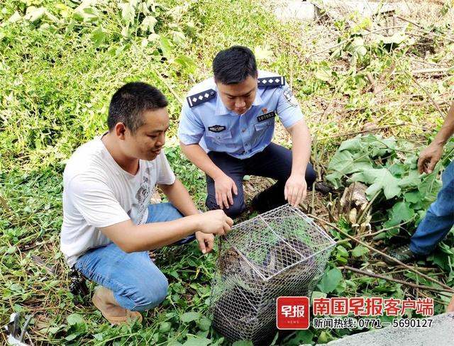 20公斤大蟒蛇潜入南宁一养殖场吃鸡，因吃太饱被困在……