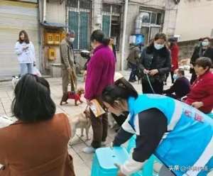 玉溪狗养殖地位置(玉溪街道脚盆田社区：注射狂犬疫苗 保障养犬安全)