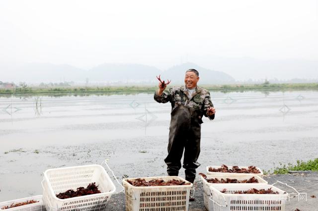 云遇中国·三夏之约｜江西彭泽：“小龙虾”铺就乡村振兴“富民路”