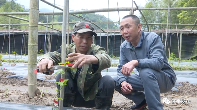 林下生财有道！年入十来万！武平这位脱贫户的生活，有盼头嘞～