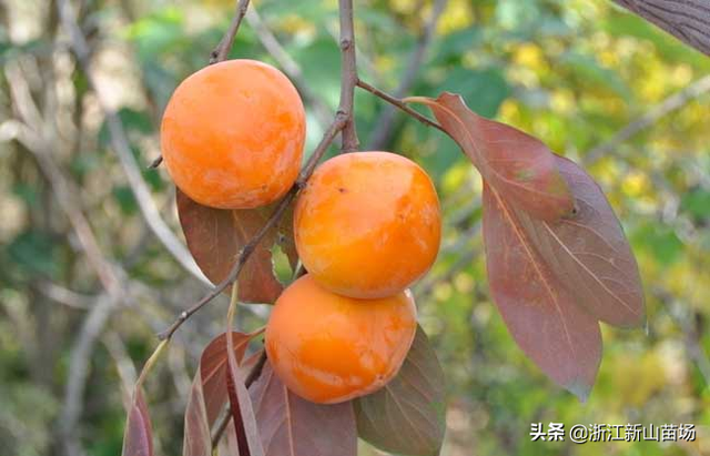 柿子苗的种植栽培技术 太秋甜柿如何种植