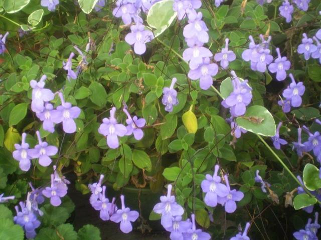 朝北阳台上能开花的观赏植物，家里缺乏光照也可以养好它们