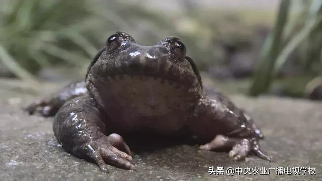 【农广天地】一蛙，一年卖百万