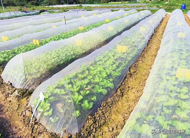 南方天冷种植菠菜、小葱、白菜三件事，不怕冷不怕雨，长得可好了