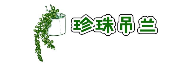 量天尺、珍珠吊兰、千年木..这5种百搭植物，浇水只需记住8个字