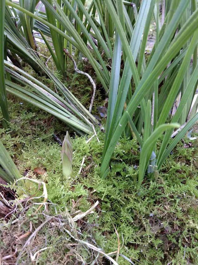 用苔藓栽种兰花的方法和技巧