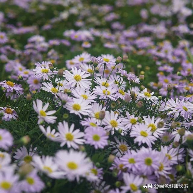 看菊展、菊花你都认识吗？那就先认识这种美丽的姬小菊