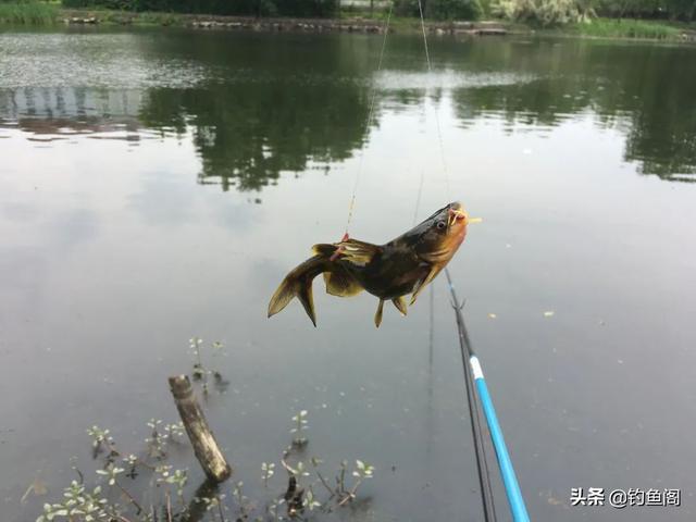 春暖花开，野钓黄辣丁正当时！碰上这种天气绝不能错过，可爆护