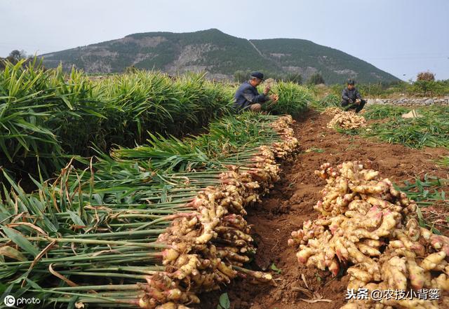 大姜播种用好这几招，苗齐、苗壮、产量高！