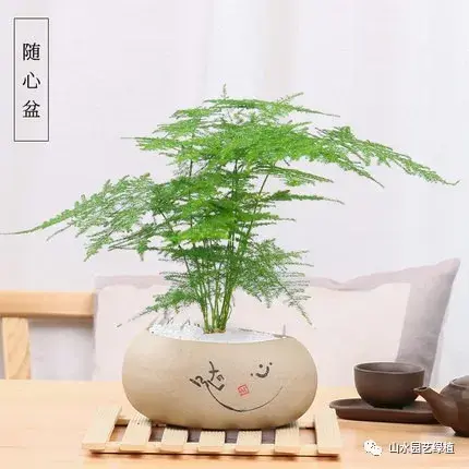 植物文竹怎么养殖方法(文竹的养殖方法和注意事项)