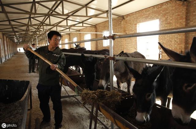 养殖肉驴，初入养殖者，把握好五个问题，少走弯路才能养驴成功