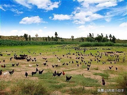 散养土鸡成本与利润，以养3000只母鸡计算，对比自己的成本与利润