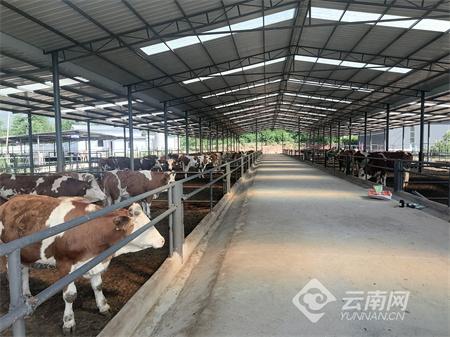 普洱镇沅：肉牛养殖让产业振兴“牛”起来