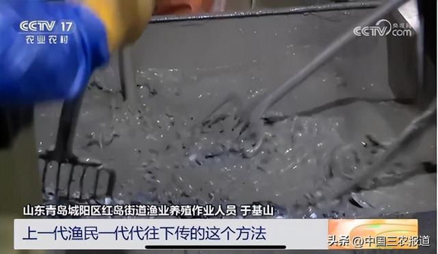 这种小海鲜成了青岛夏天的“顶流”？7小时从海底到餐桌→