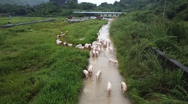 突发！广西河池养殖场1万头猪被水围困！强降雨仍在持续，多地出现险情