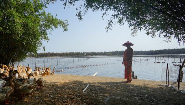 海南乐东球港村，海水养殖咸水鸭，让致富路越走越宽广。