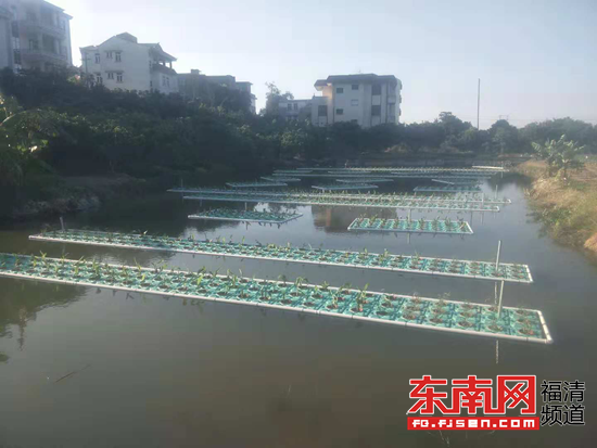 福清上迳建设“生态浮岛” 水质景观同提升