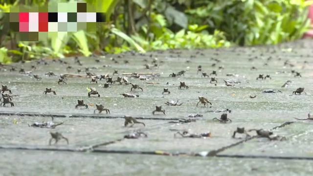 贵阳：景点马路上遍布小青蛙，现实版“旅游青蛙”预警什么？