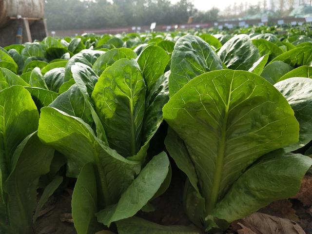 春天适合种的蔬菜，撒一把种子，青菜每天都摘不完