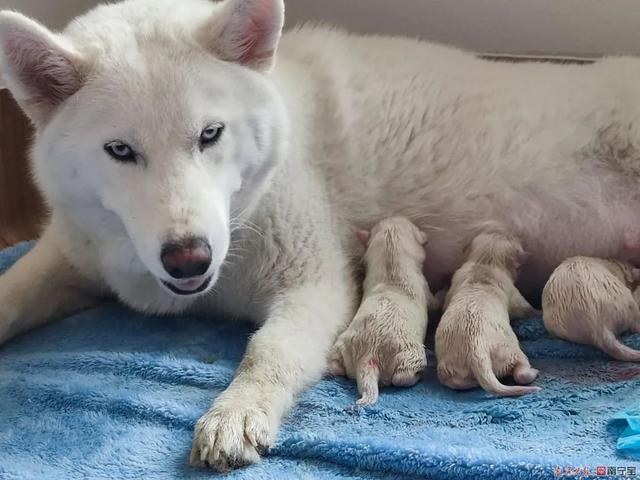 广西首例人工繁育北极狼幼崽诞生啦