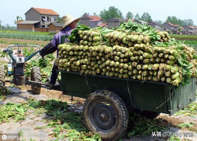 温室大棚莴苣种植学会这9点，春季既能早上市，又能得高产