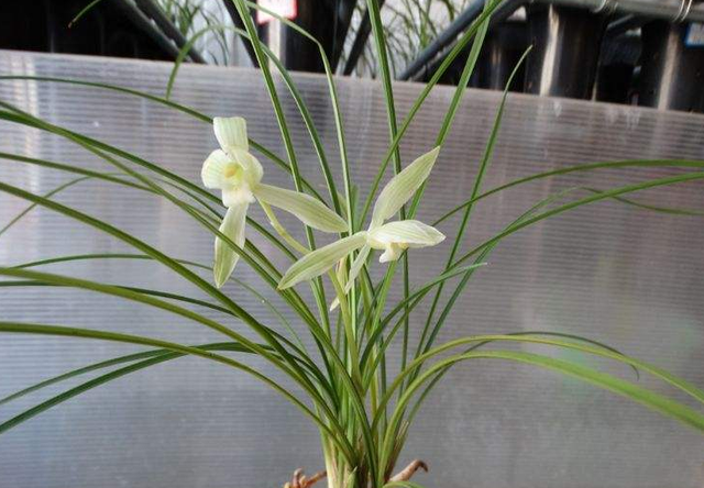 浅谈滇兰素花的栽培工艺，从花苞出土时遮荫，开的兰花冰清玉洁