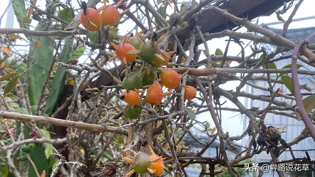 木麒麟：百花争艳甘心为背景，寓意着“倔强而坚贞、温柔又忠诚”