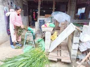 广西大发养殖集团(崇左这家生态饲养黑土香猪养殖场，投入大，销路难，急坏老板)