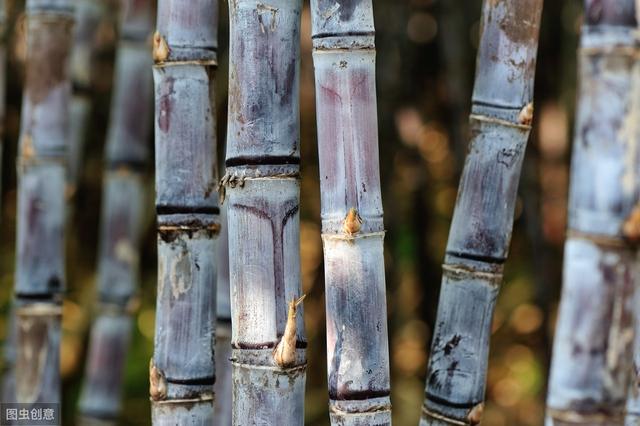 甘蔗种植需要注意什么？掌握这些技巧，提高收成不是问题