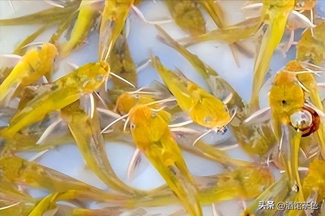 乌苏里拟鲿生物学及其池塘人工驯化养殖技术