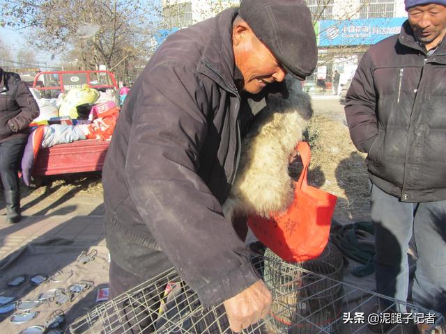 农村老汉抱着一只獾在集市上到处走，知道内情的人：这是营销高手