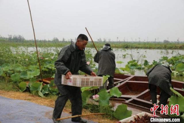 山东鱼台千亩荷塘小龙虾齐捕捞 多措并举助疫后经济复苏