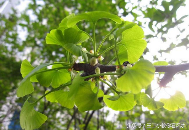 从风水学角度来看看有镇妖祛邪作用的常见物品