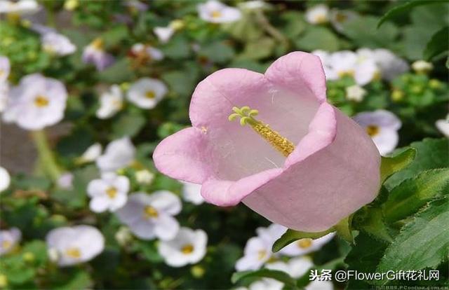 开花如铃铛的风铃草，应该如何盆栽呢？