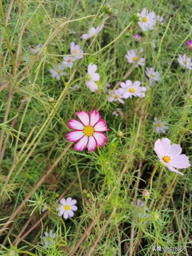 花草吟系列之《扫帚梅》