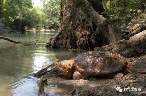 说说关于“绿水”的那些事儿