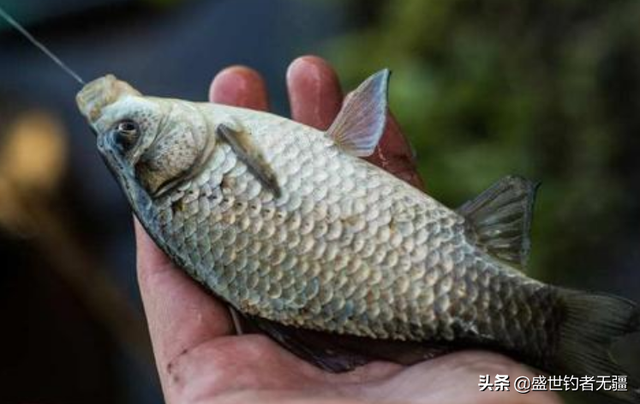 老钓友私藏配方，专攻野生鲫鱼，制作简单效果好，别错过