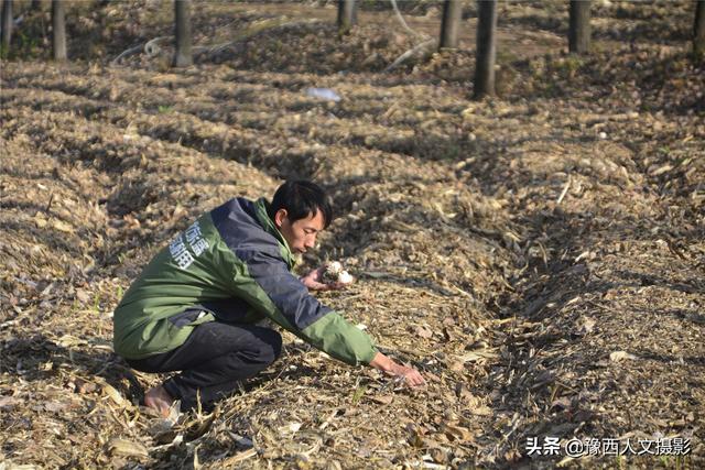 嵩县农村青年返乡创业，秸秆废料种出赤松茸，每亩地可收入2万元