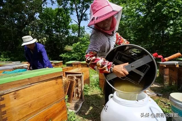 外行看热闹内行看门道，追赶“春天”的养蜂人一年能赚多少钱？