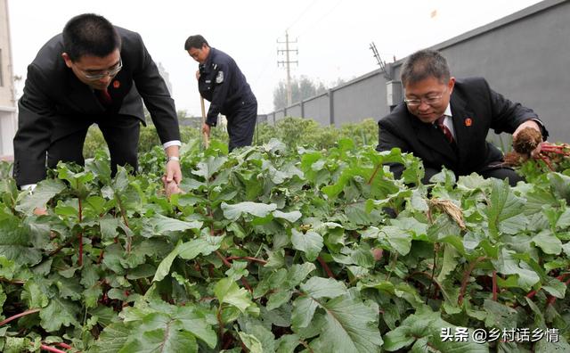 种植萝卜和胡萝卜，个头大、产量高全在三个方面，你做对了吗