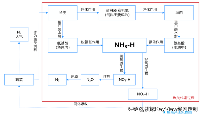 乡村振兴鱼菜共生网箱养殖