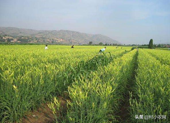 2020年种菜就种黄花菜，市场需求大、晒干就能卖，高产你会种吗？