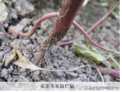 苋菜种植要想产量高，你就得这么干？（内附高产栽培技术要点）