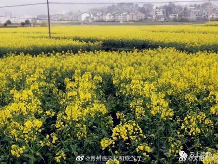 贵州这片花海要开了美美美！毕节多地油菜花开了