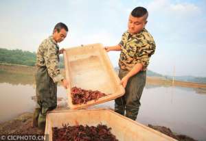 衡南县龙虾养殖基地(湖南衡阳：“虾、稻”种养助脱贫)