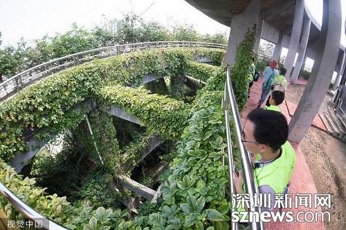 广东惠州夫妇养殖金钱龟24年 从两千元起步赚到上亿资产