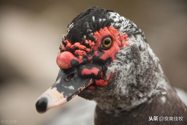 番鸭怎么养 番鸭养殖技术及预防程序