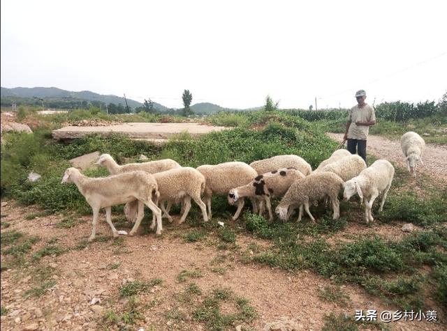 想养殖但是没有多少资金，看这几个养殖项目，能赚钱利润高